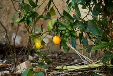 Un suelo bien nutrido y protegido: la base indispensable para que el limonero crezca fuerte y libre de plagas. Foto: Shutterstock