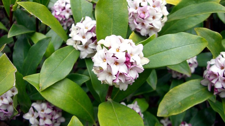 Daphne odora es totalmente resistente a las heladas Y requiere pleno sol o sombra parcial. Foto: https://es.wikipedia.org/