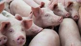 Los alimentos que lleguen de países considerados de alta vigilancia sólo tendrán que presentar una declaración jurada para comenzar a comercializar.
