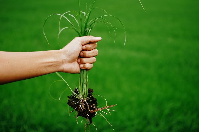 Un truco que no falla. Foto: SHUTTERSTOCK