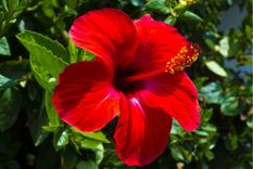 Navidad Plantas para decorar en las fiestas Foto: Shutterstock