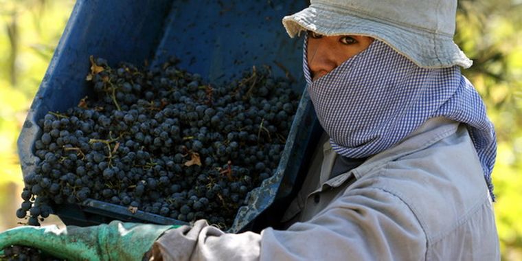 La producción vitícola está en la mira. Foto: Nacho Gaffuri / MDZ