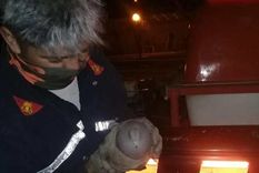 insolito: llamaron a los bomberos de san carlos para salvar a una paloma