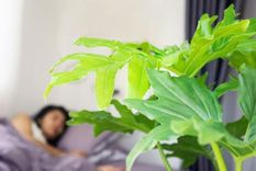 Para un mejor descanso. Foto: Shutterstock