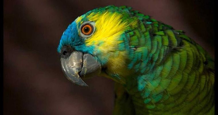 Los investigadores llegaron a la escena del crimen y se encontraron con un loro que repetía ¡soltame!