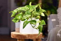 JARDÍN Algunas plantas producen efectos relajantes y analgésicos en las personas Foto: SHUTTERSTOCK