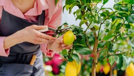 El limonero requiere cuidados específicos y una poda incorrecta puede ser un gran error. Foto: Shutterstock El limonero requiere cuidados específicos y una poda incorrecta puede ser un gran error. Foto: Shutterstock