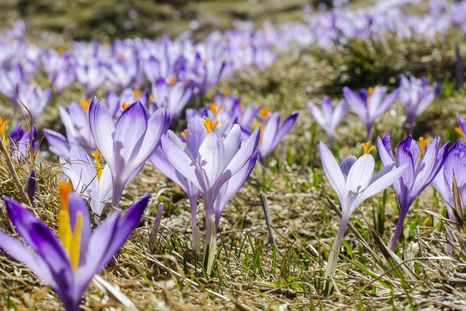 La flor más codiciada. La flor más codiciada.