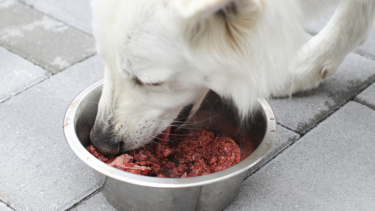 No se recomienda darle carne cruda a los perros. Foto: Shutterstock