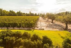 forbes hablo del enoturismo en mendoza: mira que recomendo