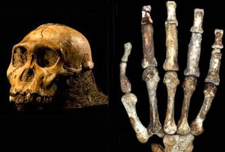 El Australopithecus sediba. Foto: www.science.com