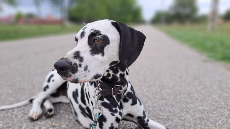 La mascota generó destrozos por doquier. Foto: Pixabay