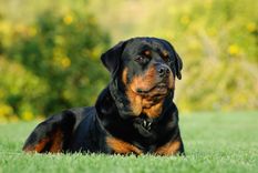 La víctima fue herida por un rottweiler (imagen ilustrativa). Foto: Shutterstock