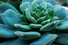 Echeveria Estrella Azul, una suculenta tolerante a la sequía. Foto: homesandgardens.com