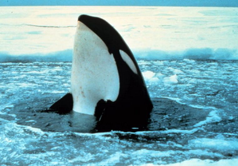 Cuidado con las orcas.