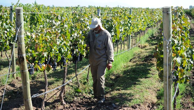 La lobesia botrana ha avanzado en Mendoza, afectando casi todo el territorio. Foto: ALF PONCE MERCADO / MDZ