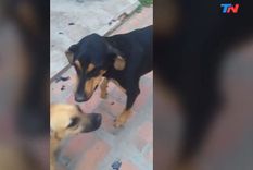 La perrita se hizo viral.