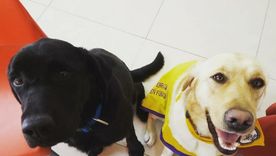 Algunas razas de perros se destacan por su facilidad de aprendizaje. Foto: Archivo