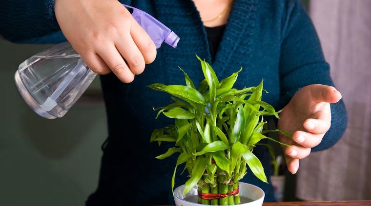 Estos fertilizantes ayudarán a tus plantas. Foto: Archivo