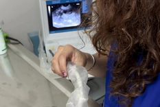 Una usuaria de TikTok, Ani Chapan, mostró la reacción de su mascota al mostrarle la ecografía que comprobó que estaba preñada. Foto: Captura de TikTok