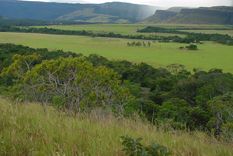 america del sur podria convertirse en una sabana