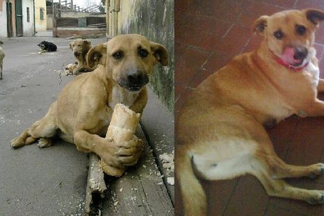 Rescatan a una perrita en Tucumán gracias a Facebook