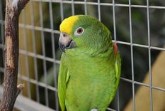 El loro era de la víctima y comenzó a gritar una terrible frase cuando la policía llegó al lugar