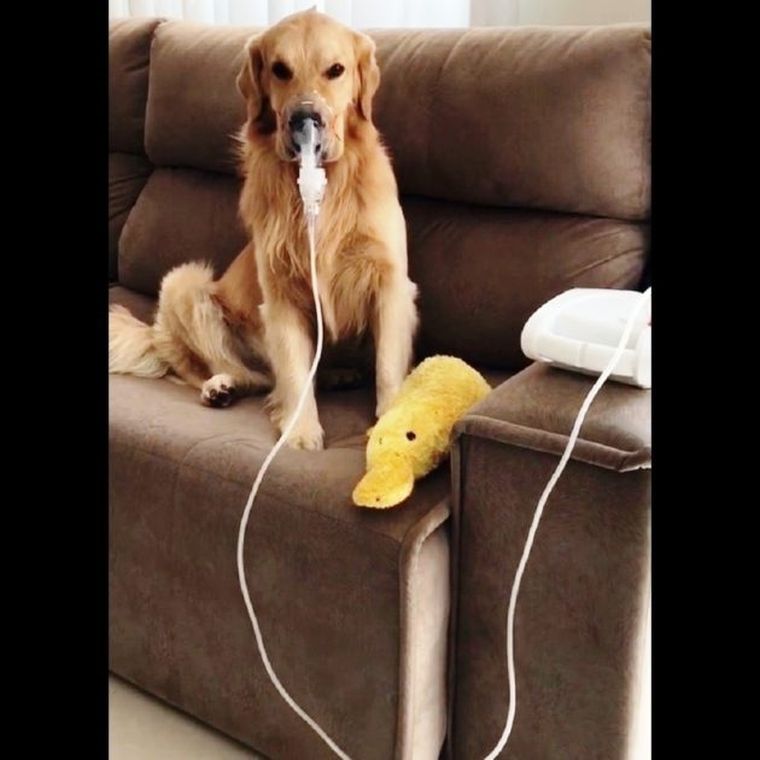 Optimista El Golden Retriever dormía a la intemperie pero ahora se la pasa en el sillón.