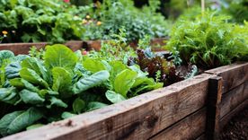 Las plantas que toleran las bajas temperaturas. Fuente: Shutterstock. Las plantas que toleran las bajas temperaturas. Fuente: Shutterstock.
