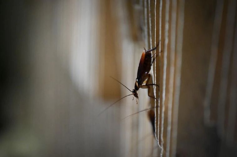 Las cucarachas son una plaga que pueden poner el riesgo tu salud. Foto: El Comercio Perú
