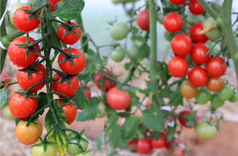 Huerto Cómo cultivar cherrys en casa Foto: Shutterstock