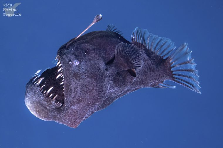 Cada avistamiento de especies de este tipo ofrece nuevas oportunidades para la ciencia y refuerza la importancia de seguir explorando los océanos Foto: EFE