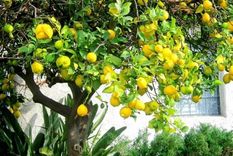 Mantén tu limonero saludable y libre de plagas con estos consejos. Foto: Pinterest