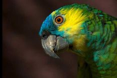 Los investigadores llegaron a la escena del crimen y se encontraron con un loro que repetía ¡soltame! Los investigadores llegaron a la escena del crimen y se encontraron con un loro que repetía ¡soltame!