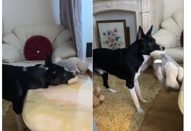 Perrito se hace viral por no poder dejar de ver Crepúsculo Foto: Archivo