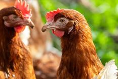 La ciencia ofrece una respuesta para un misterio fundacional. Foto: Efe. La ciencia ofrece una respuesta para un misterio fundacional. Foto: Efe.