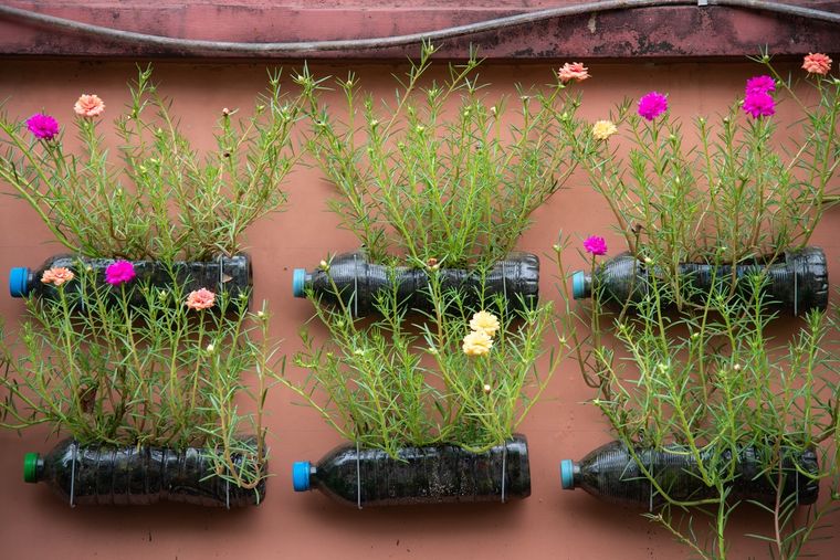 JARDÍN Las botellas de plástico se pueden reutilizar para realizar huertos de forma vertical Foto: SHUTTERSTOCK