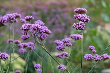 Las plantas de autosiembra permiten sumar color al jardín con menos tareas de mantenimiento. Las plantas de autosiembra permiten sumar color al jardín con menos tareas de mantenimiento.