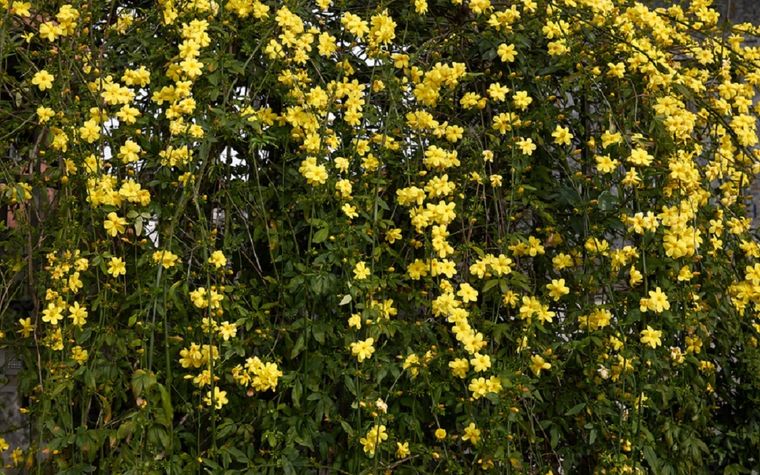 El especialista en plantas Luis Canziani, detalló aquellas plantas ideales para tener durante todo el año. Foto: Freepik