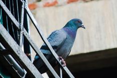 Foto: https://smallbalcony.com/wp-content/uploads/2020/06/Pigeon-on-Balcony-Rail.jpg