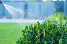 Con poco riego y algo de sombra, esta planta puede mantenerse verde todo el año en el jardín. Foto: Shutterstock