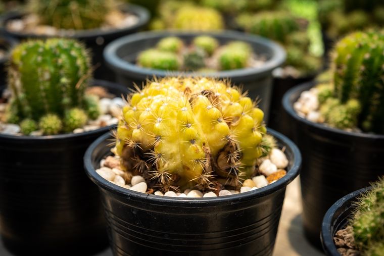 cactus El Feng Shui no quiere a los cactus en el interior. Foto: SHUTTERSTOCK