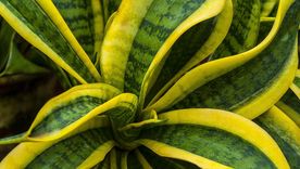 SANSEVIERIA SANSEVIERIA