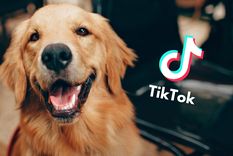 Esta raza de perros es una de las amadas