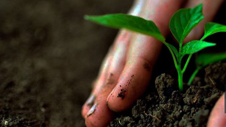 Las plantas obtienen muchos nutrientes del suelo, por lo que conocer la composición de su suelo (ácido, neutro o alcalino) es crucial para entender qué plantas crecerán mejor en un jardín. Foto: Pixabay