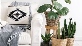 Plantas que decoran en un dos por tres. Plantas que decoran en un dos por tres.