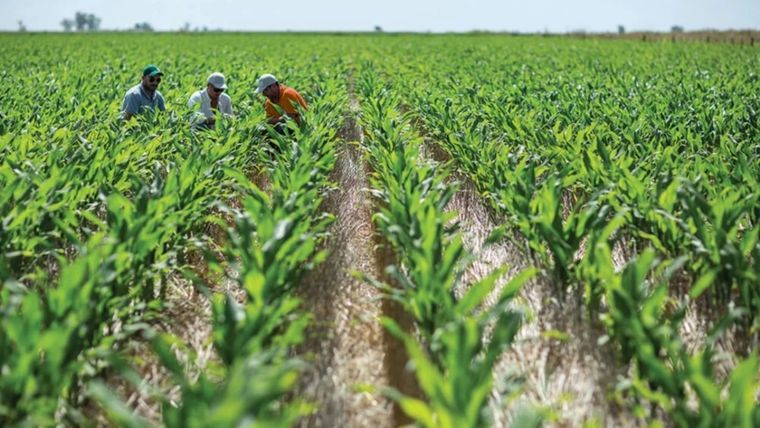 El beneficio de esto es para algunos productores que tengan la necesidad de liquidar ese maíz. Foto: MDZ
