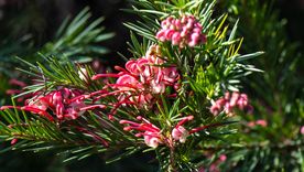 Florece en invierno y necesita pocos ciudados: el combo perfecto para tu jardín. Florece en invierno y necesita pocos ciudados: el combo perfecto para tu jardín.