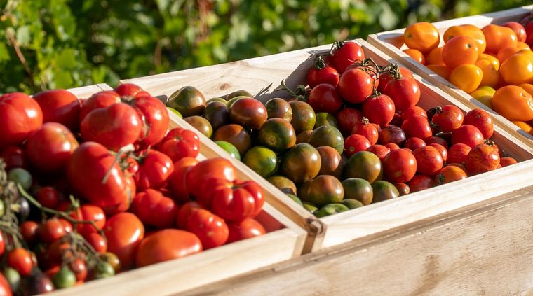 El Senasa alerta por la presencia de un virus en los tomates Foto: Gentileza