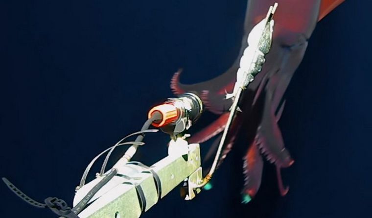 Científicos de la Universidad de Western Australia (UWA) y Kelpie Geosciences capturaron el video. Foto: Dpa.